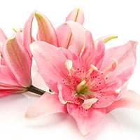 Pink-Lily-At-ALA-resized