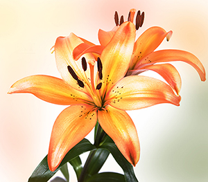 At ALA-Lillies-Condolences-300x300